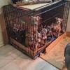 Bully Pups