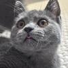 SALE!! British female kitten 