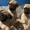 Pug puppies ready for loving homes