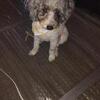 Miniature Party White Poodle