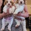 AKC Standard Poodle Puppies - Red and white Parti Poodles