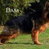 Beautiful  AKC long coat Bi colored Germansheperd puppies 