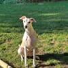 F 3yr old Whippet Available