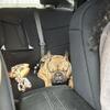 Female AKC frenchie for trade (French bulldog) or sale
