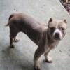 American bully 1 years old 