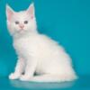 NewElite Maine coon kitten from Europe with excellent pedigree, male. Alva Oxford