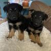 Eight week old male German shepherds
