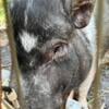 Free. Male Mini pig re homing