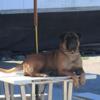 AKC BULLMASTIFF PUPPIES