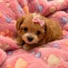 Micro teacup Maltipoo.