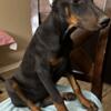 AKC Registered Black/Rust Female Dobermans