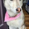 Beautiful Husky Wolf to Rehome