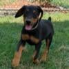 Doberman puppies for sale Gold Collar