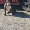 Olde English bulldog (female) blue ribbon