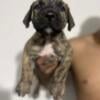 Presa Canario Puppy 