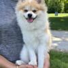 Rehoming our 6 month old AKC Pomeranian