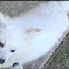 American eskimo