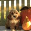 Introducing Scout, the adorable Cockapoo puppy born on July 30th 2024!