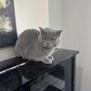 Scottish Straight Kitten Male Blue