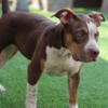 American Bully Female- Chocolate Tri