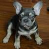 AKC French Bulldog puppies available