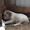 American pit bull terrier