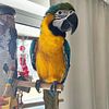 Baby Blue and Gold macaw