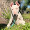 female bull terrier puppy