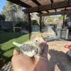 Indian ringneck babies