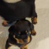 Huge blocky heads akc registered micro chipped rottie babies are you the forever home they have been looking for