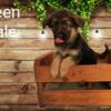 AKC Purebred German Shepherd Puppies