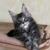 NewElite Maine coon kitten from Europe with excellent pedigree, male. Alva Zein