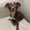 Beautiful Chocolate Chihuahua puppy