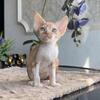 🧡 Red & White Marble Devon Rex Male