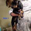 Black and Tan coonhound puppies UKC Registered