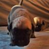 Presa Canario puppies for sale