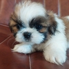 Shih Tzu/Pekingese puppy