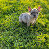 Male French bulldog (boy)