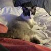 Ragdoll kitten 6.5 months old