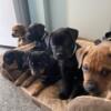 Puppies Rottweiler and Pitt Bull Mix