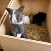 Beautiful English Angora Bunnies Looking for Loving Homes