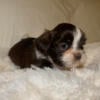 Shih Tzu Puppy- Bello