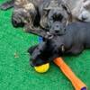 Cane Corso puppies available