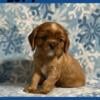 Cavalier King Charles pups Born 