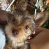 PRICE REDUCED AGAIN! $1100 TO TAKE HOME YOUR NEW VERY LITTLE YORKIE PUPPY TODAY