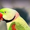 Looking for Breeder Pair Alexandrine Parrot