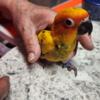 Sun conure babies available