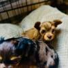 Ckc Yorkshire Terrier puppies