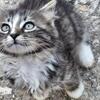 Male Domestic Long Hair