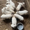 Great Pyrenees puppies